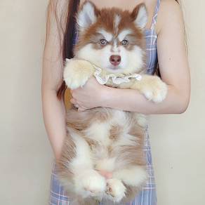 Wooly Husky