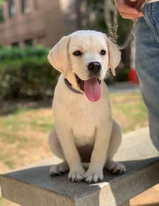 Labrador Retriever
