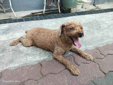 Lovely poodle Shitzu for adoption 