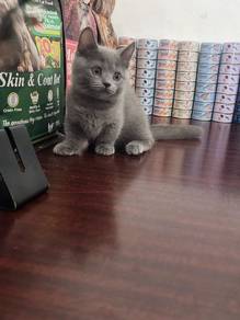 British shorthair munchkin female