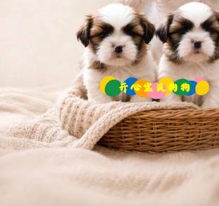 Shih Tzu (M)