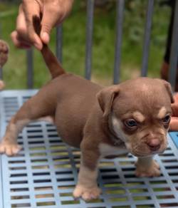 AMERICAN BULLY PUPPIES S126 🐻 Rehome Male Exotic