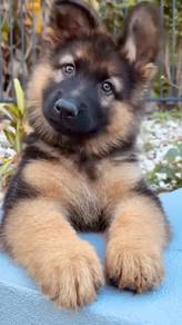 German shepherd puppies 