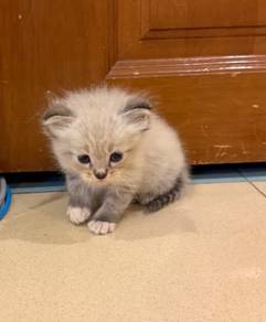ragdoll cat 