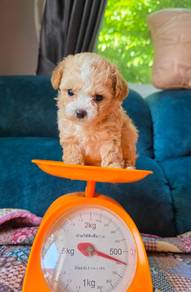 teacup Maltipoo puppies 