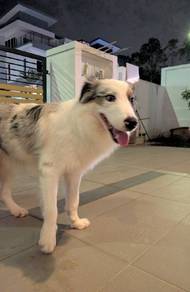 Purebred Blue Merle Border Collie Male