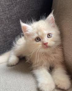 Cream Mainecoon Kitten