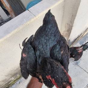 Ayam laga