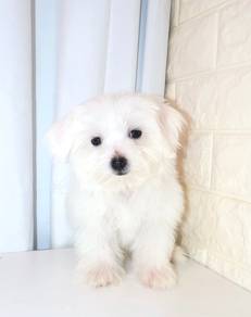 J0522 Maltese Snow White Baby Face Puppy