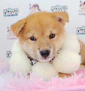 Shiba Inu