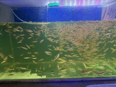 Ikan Seluang hidup bukan frozen