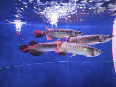 Super Red Arowana 9"++