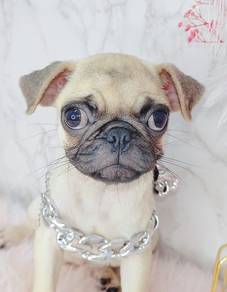 Pug