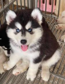 SIBERIAN HUSKY PUPPIES D9 Rehome Male-Female