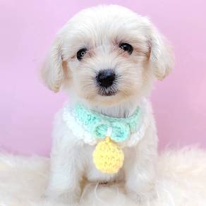 Maltipoo