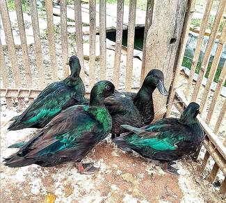 Itik hijau super green