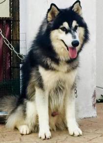 Husky wooly male for stud service NOT FOR SALE