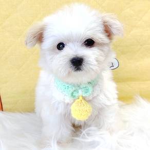 Maltipoo