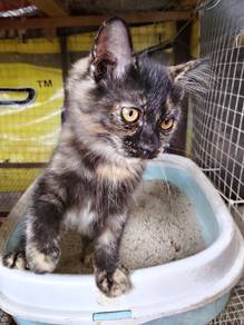 cat BSH 