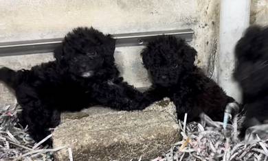 Toy poodle