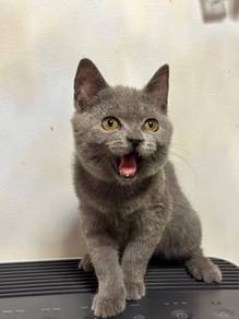 BSH Mix Kitten