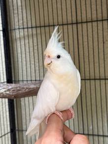 Albino Cockatiel