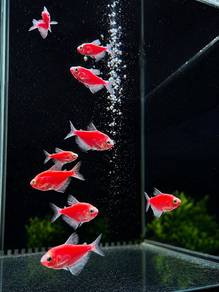 Red Glofish Tetra