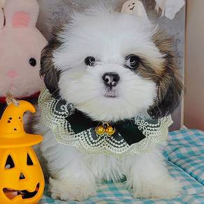 Shih Tzu