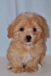 J0084 Maltipoo Small Fluffy Companion Puppy