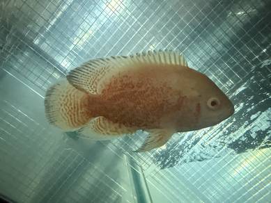oscar for sale