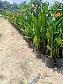 HARGA KEBUN Heliconia RM14 & Calathea - Stok