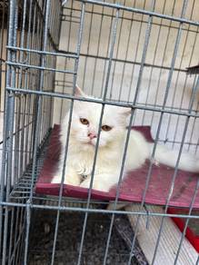 kucing
