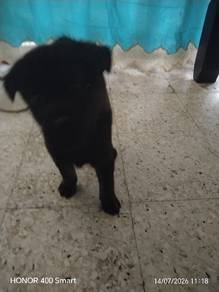 dog for sell
