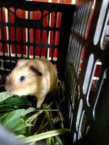 California cream boar