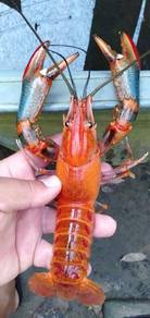 Udang Kara Air tawar lobster Air Tawar