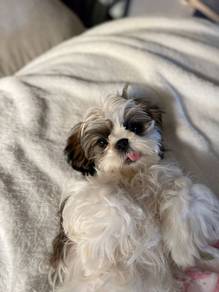 Loving Shih Tzu / Shihpoo / Cute / Tricolor / Tedd