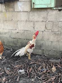 ayam baka baik