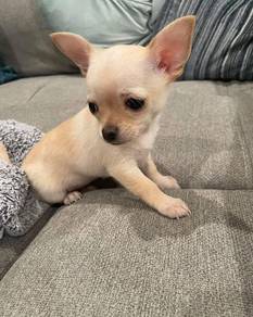 Chihuahua 