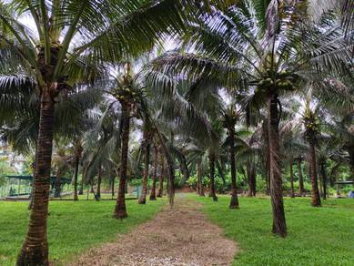 Agricultural Land in Tanjung Malim, PRK