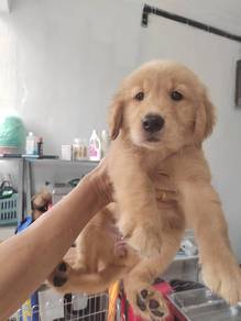 Golden retriever