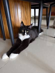 Maine Coon