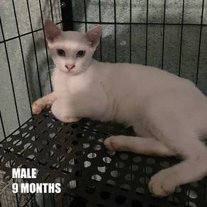 Kucing percuma / Cat free adoption