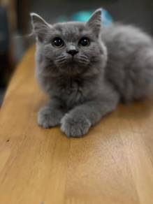 Britain Longhair Kitten