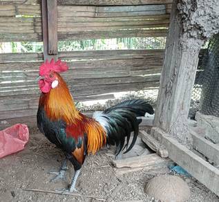 Ayam hutan pikat
