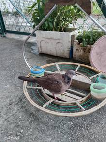 Pikat terkukur kampung