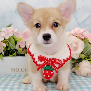 Corgi