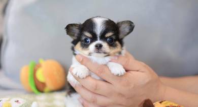 Chihuahua