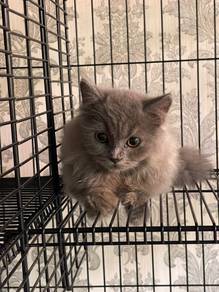 bsh mix persian