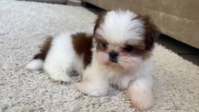 B5068 Boopable Shih Tzu cute playful happy little