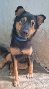 Adoption Jerman Shepherd mix